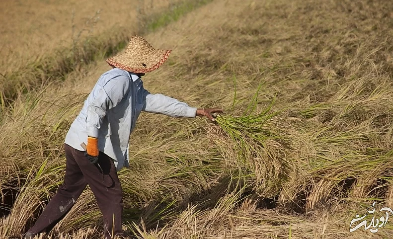 (تصاویر) برداشت برنج در مازندران
